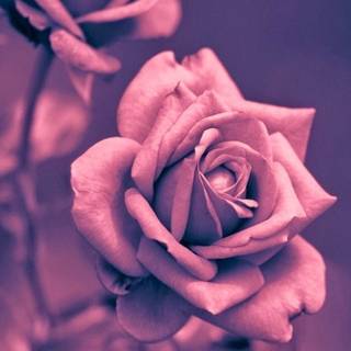 Gorgeous rose wallpaper