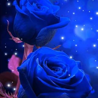 Gorgeous rose wallpaper