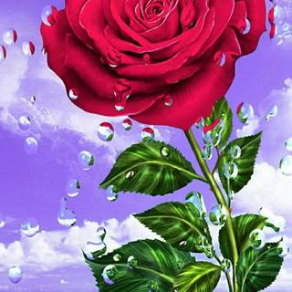 Gorgeous rose wallpaper