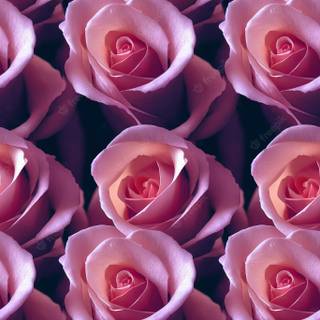 Gorgeous rose wallpaper