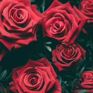 Gorgeous rose wallpaper