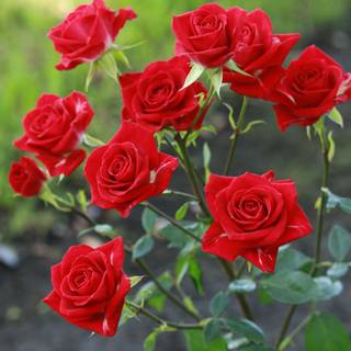 Gorgeous rose wallpaper