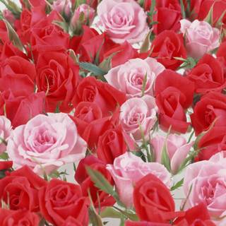 Gorgeous rose wallpaper