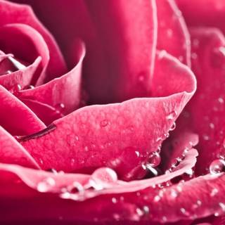 Gorgeous rose wallpaper