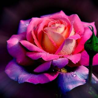 Gorgeous rose wallpaper