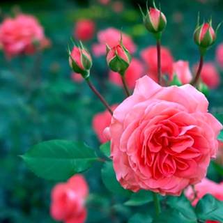 Gorgeous rose wallpaper