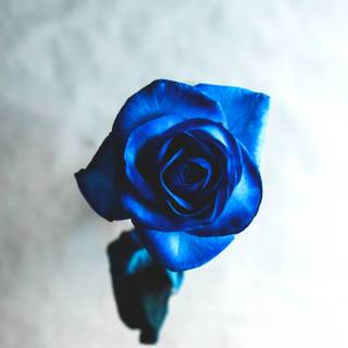 Gorgeous rose wallpaper