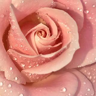 Gorgeous rose wallpaper