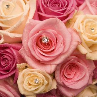 Gorgeous rose wallpaper