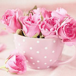 Gorgeous rose wallpaper