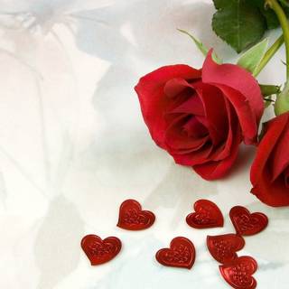 Gorgeous rose wallpaper