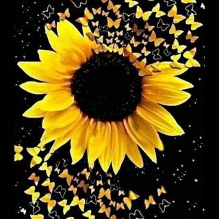 Sunflower painting wallpaper