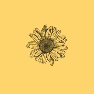 Sunflower painting wallpaper
