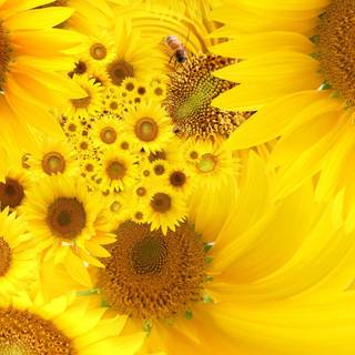 Sunflower painting wallpaper