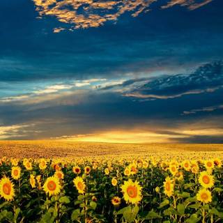 Sunflower painting wallpaper