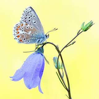 Bellflower macro HD wallpaper