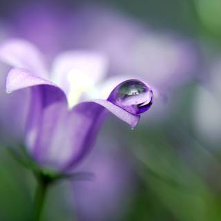 Bellflower macro HD wallpaper