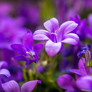 Bellflower macro HD wallpaper