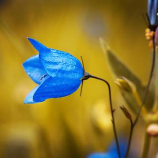 Bellflower macro HD wallpaper