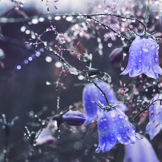 Bellflower macro HD wallpaper