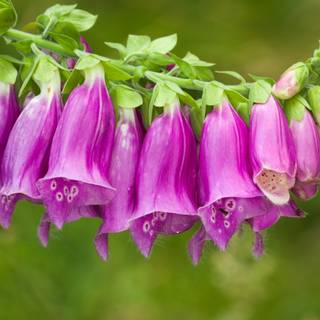 Bellflower macro HD wallpaper