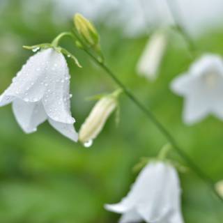 Bellflower macro HD wallpaper