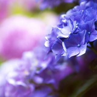 Bellflower macro HD wallpaper