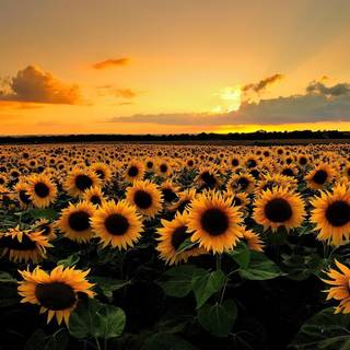 Sunflower HD wallpaper