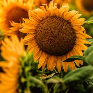 Sunflower HD wallpaper