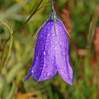 Bellflower macro HD wallpaper