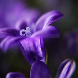 Bellflower macro HD wallpaper