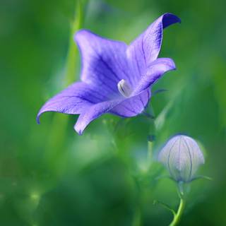 Bellflower macro HD wallpaper