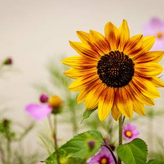 Sunflower HD wallpaper