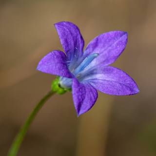 Bellflower macro HD wallpaper