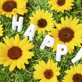 Sunflower HD wallpaper