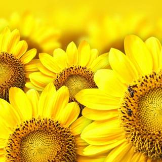 Sunflower HD wallpaper