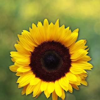 Sunflower HD wallpaper