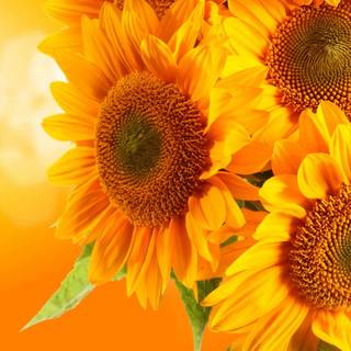 Sunflower HD wallpaper