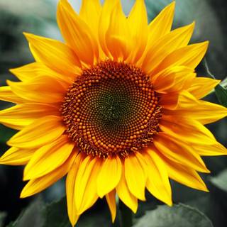 Sunflower HD wallpaper