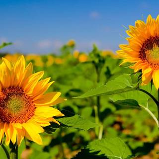 Sunflower HD wallpaper
