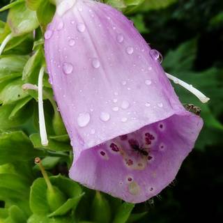 Bellflower macro HD wallpaper