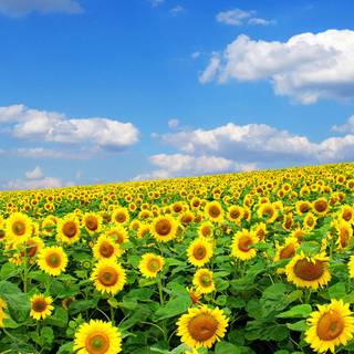 Sunflower HD wallpaper