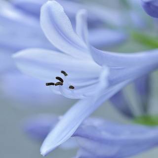 Bellflower macro HD wallpaper