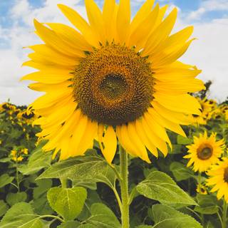 Sunflower HD wallpaper