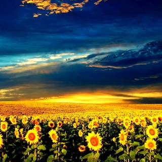 Sunflower HD wallpaper