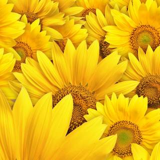 Sunflower HD wallpaper