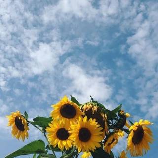 Sunflower HD wallpaper