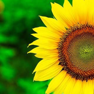 Sunflower HD wallpaper