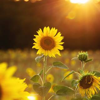 Sunflower HD wallpaper