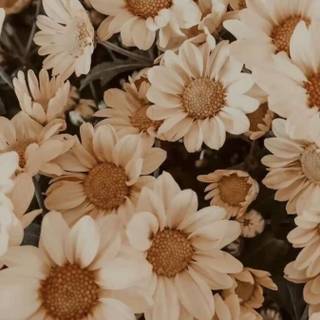 Aesthetic cozy spring phone wallpaper